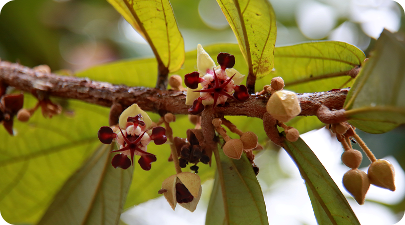 Cupuaçu, a planta multiuso da Amazônia