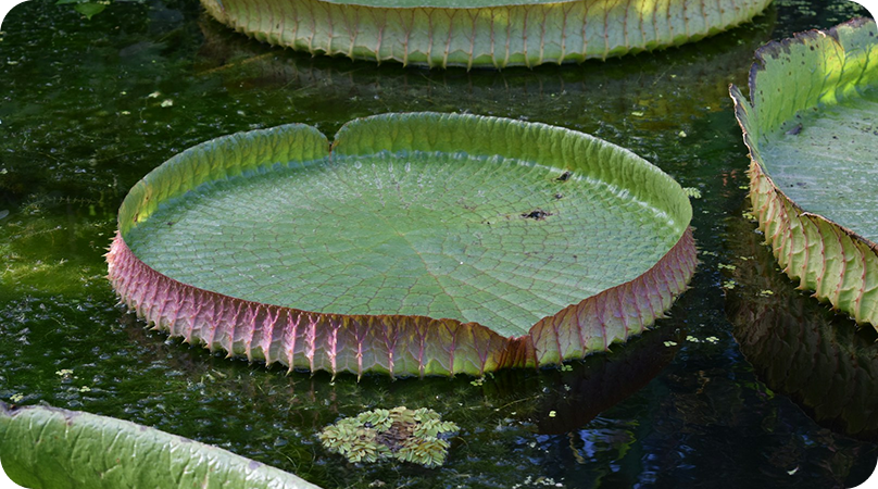 Vitória-régia, um dos símbolos da Amazônia
