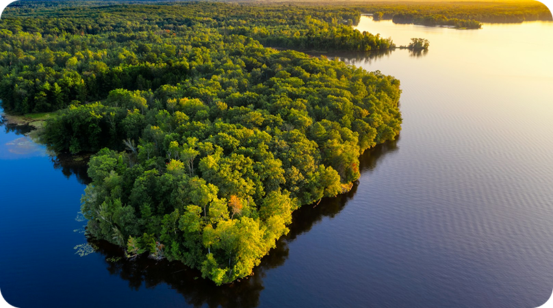 Como é a vegetação da Amazônia?