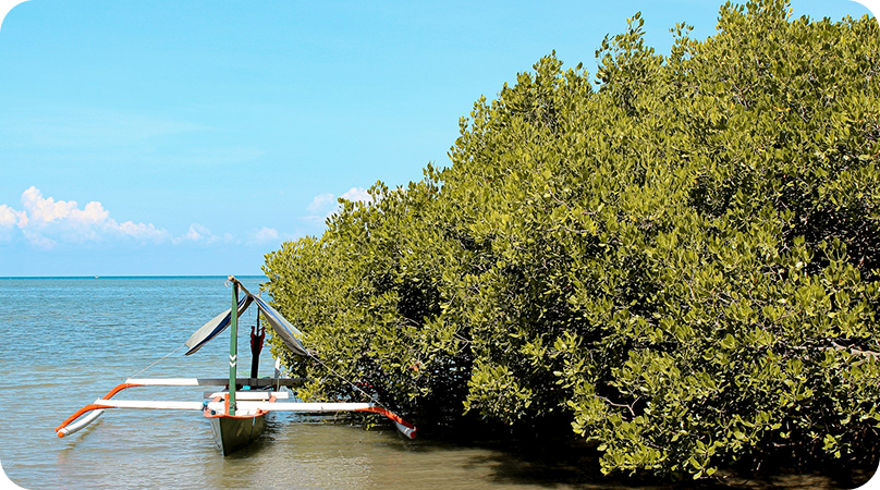 Savanas e campinaranas