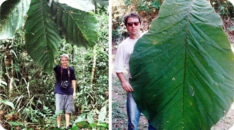 Conheça algumas espécies de plantas da Amazônia