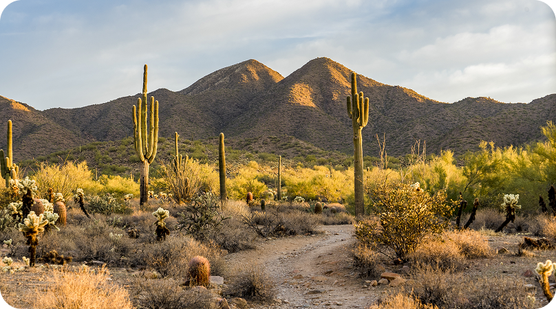 O que é a Caatinga?