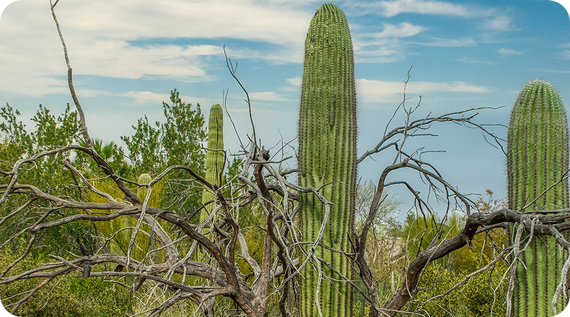 Como é a vegetação da Caatinga?