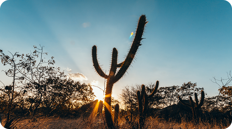 Flora da Caatinga