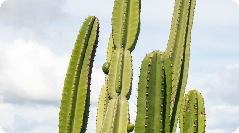 Conheça algumas espécies de plantas da Caatinga