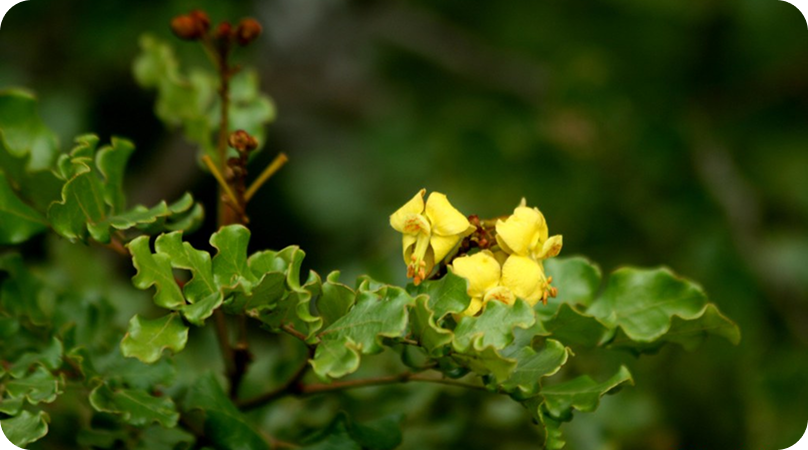 Catingueira, a espécie amiga das abelhas
