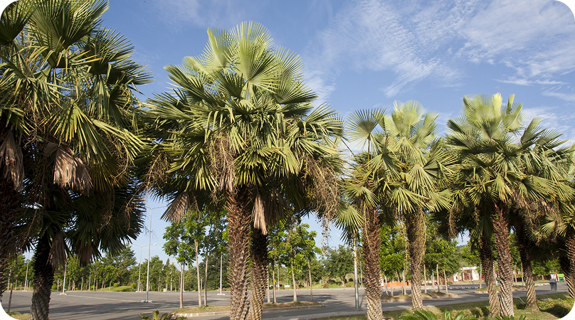 Carnaúba, a palmeira da vida