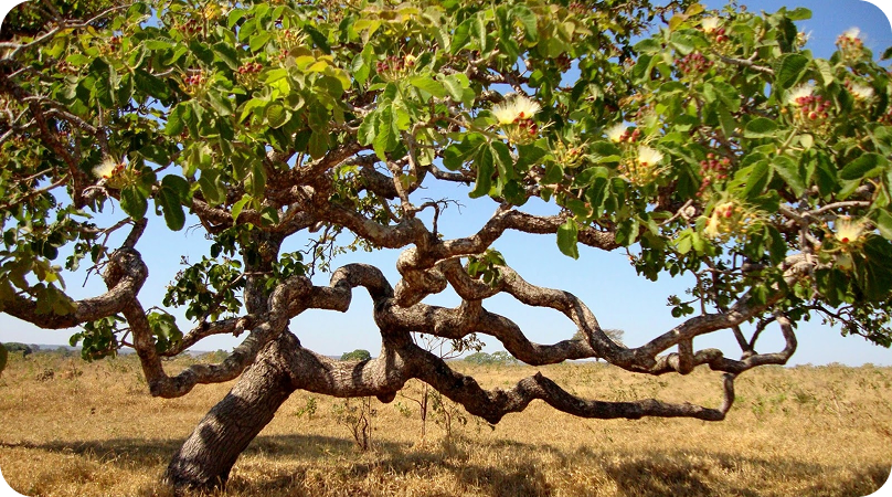 Pequi, a planta símbolo do Cerrado
