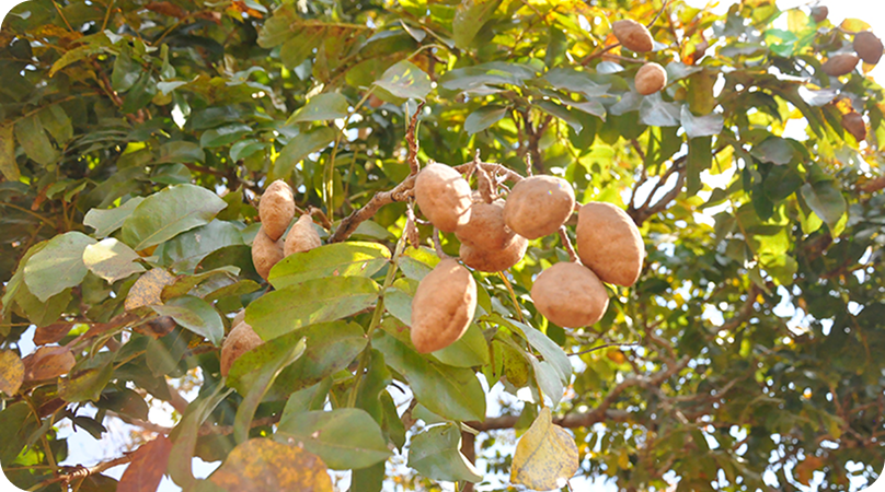 Baru, a estrela da alta gastronomia brasileira