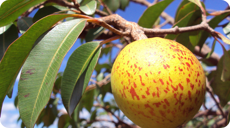 Mangaba, “a coisa boa de comer”