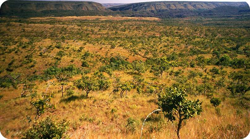 Como é a vegetação do Cerrado?