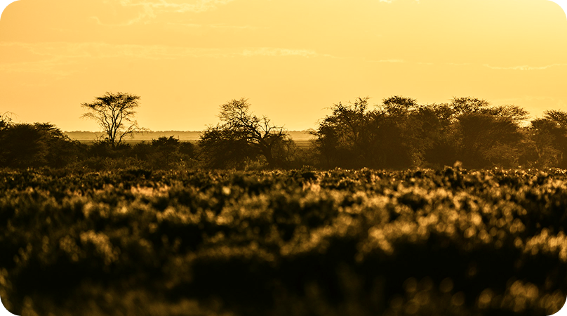 Formações florestais