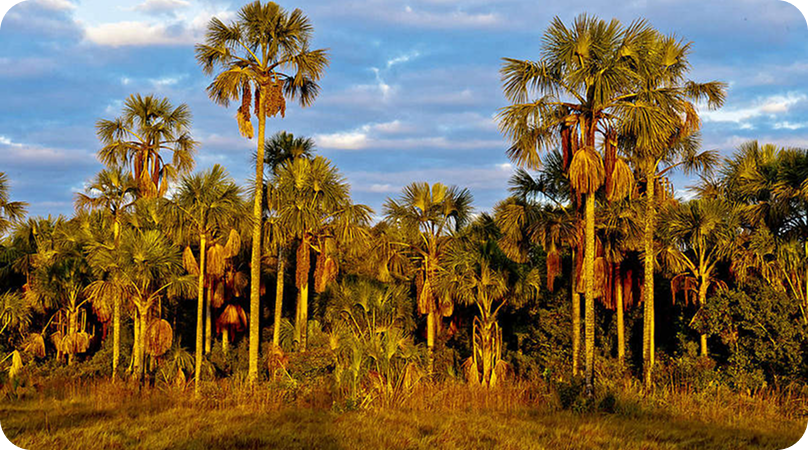 Formações savânicas