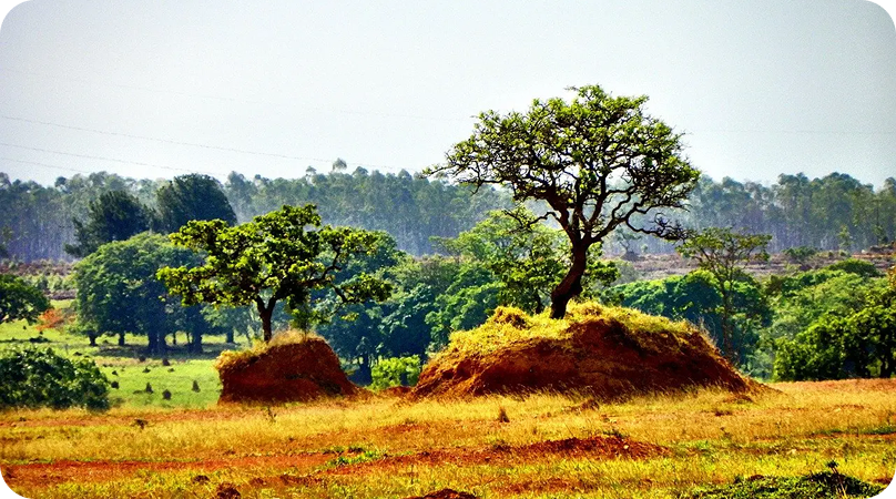 Formações campestres