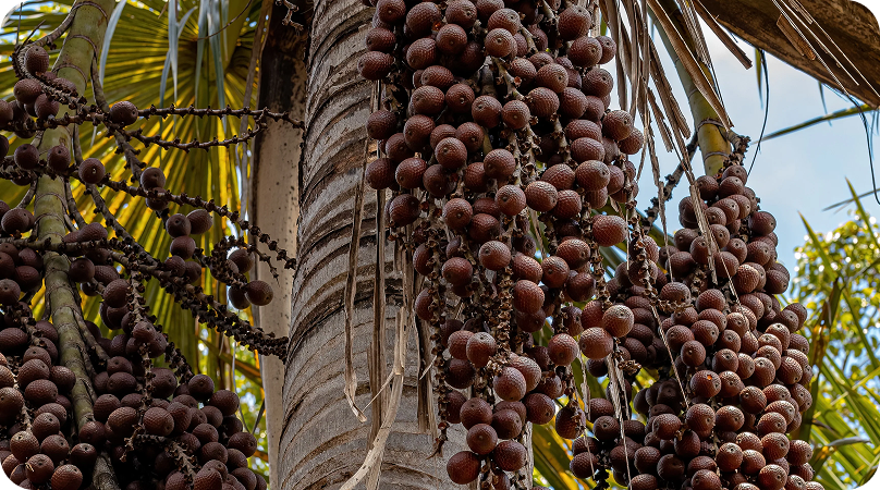 Conheça algumas espécies de plantas do Cerrado