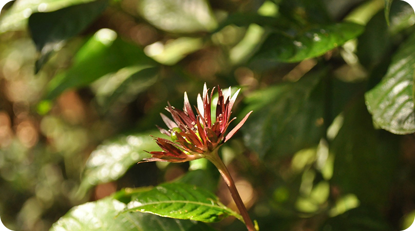 Flora da Mata Atlântica