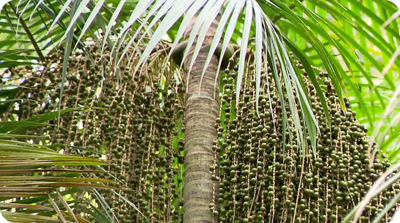 Palmito-juçara, da Mata Atlântica para a sua mesa