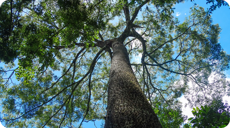 Jequitibá-rosa, a gigante da Mata Atlântica