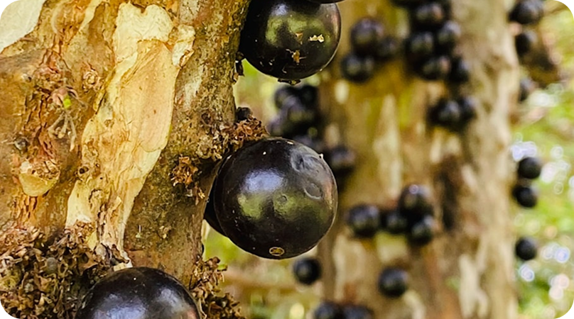 Jabuticaba, o fruto doce como a vida