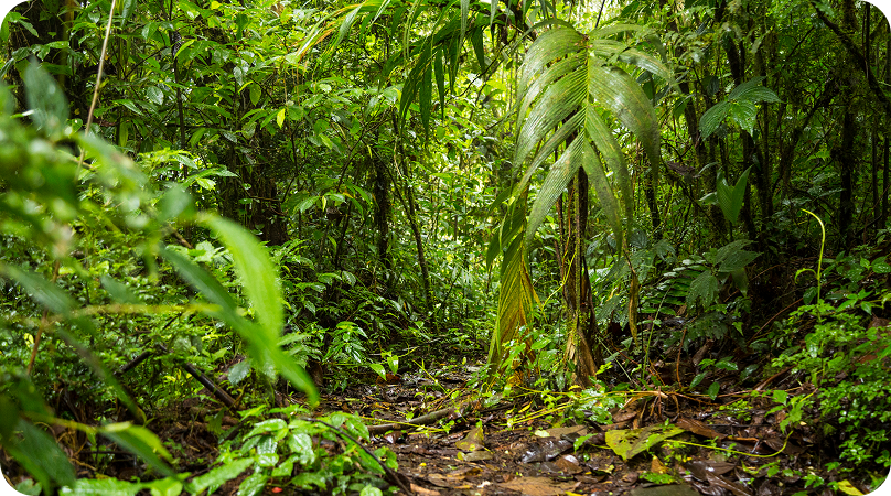Como é a vegetação da Mata Atlântica?