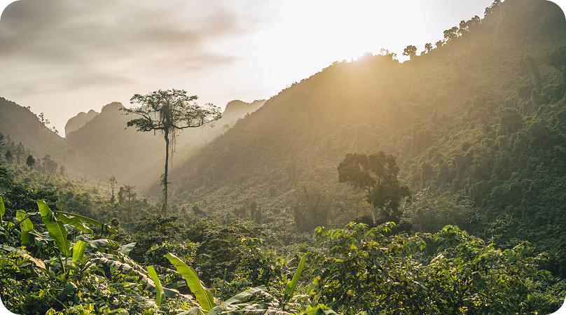 Floresta ombrófila mista