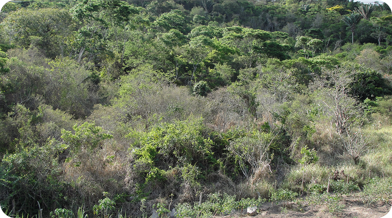 Floresta ombrófila aberta