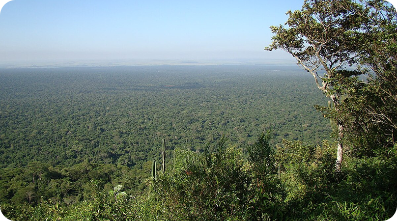 Floresta estacional (decidual e semidecidual)