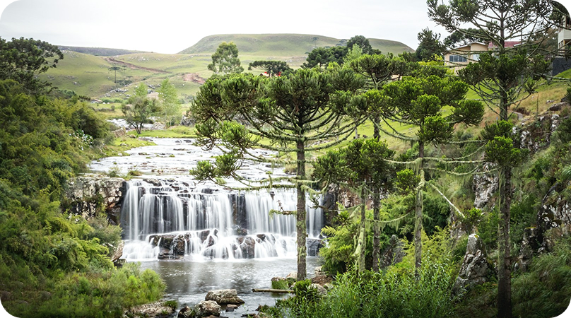 Conheça algumas espécies de plantas do Pampa