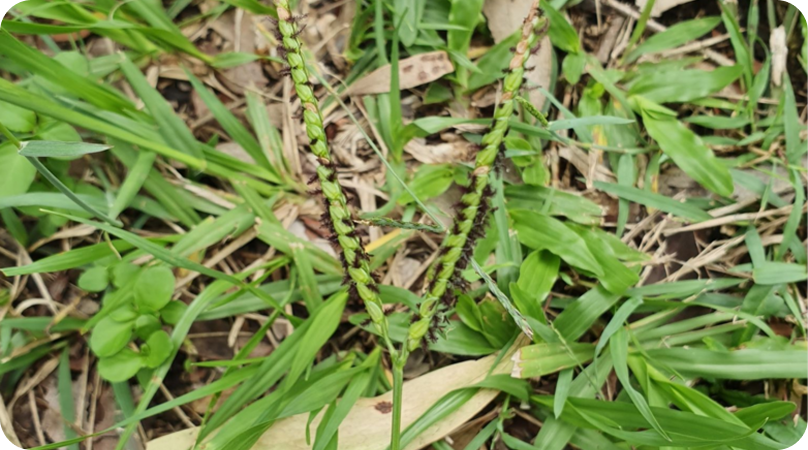 Capim-forquilha, a gramínea do Pampa