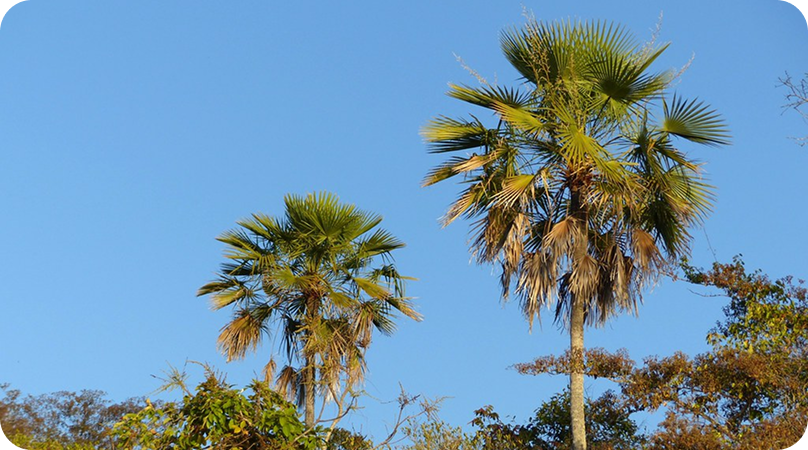 Carandá, a palmeira do Pantanal