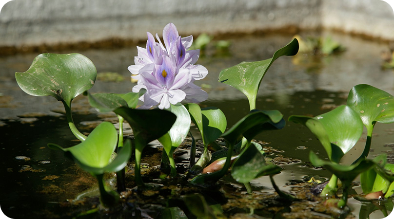 Aguapé, a planta aquática com mil e uma utilidades