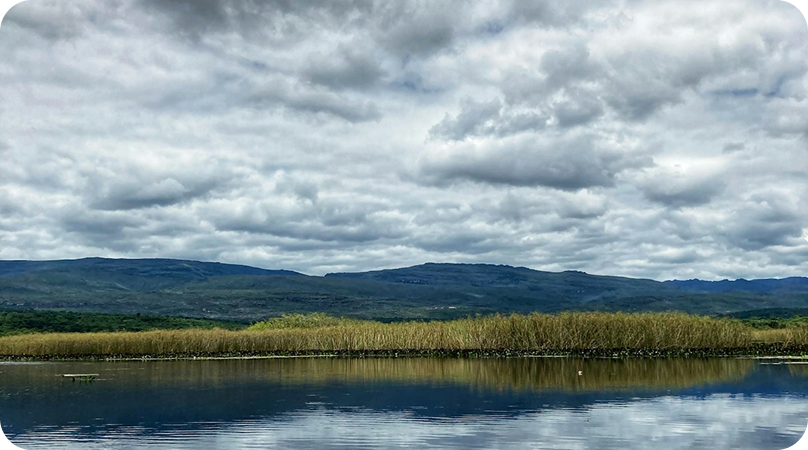 Como é a vegetação do Pantanal?