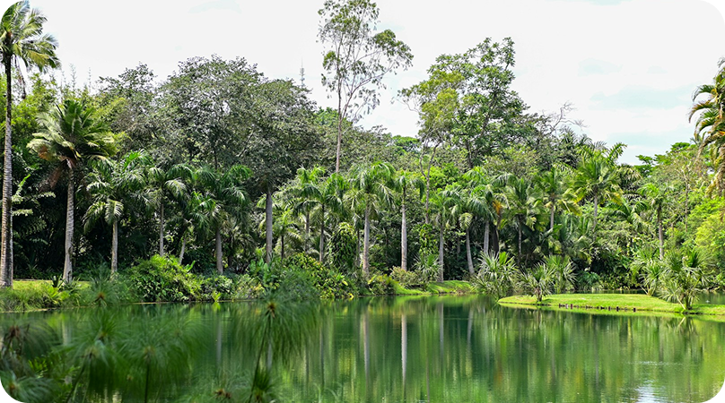 Formações monodominantes