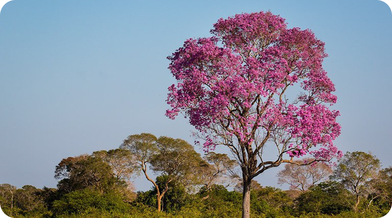 Conheça algumas espécies de plantas do Pantanal
