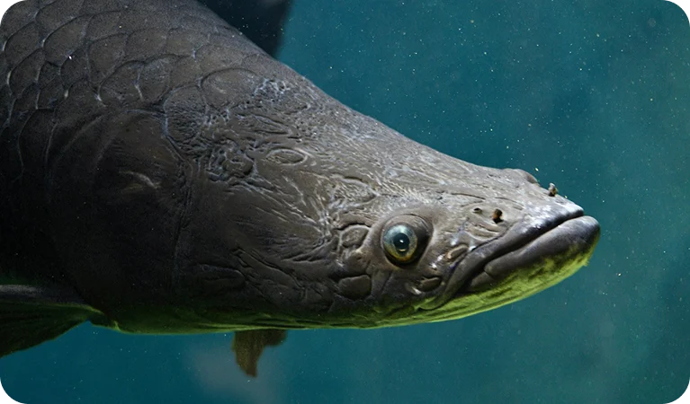 Pirarucu:, o gigante dos rios amazônicos