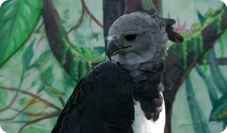 Harpia:, a ave de rapina mais forte das Américas