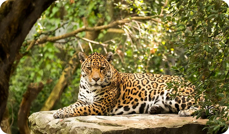 Onça-pintada:, a estampa da nota de 50 reais