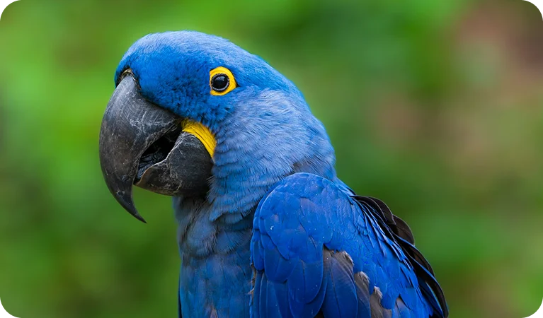 Arara-azul-de-lear, a espécie descoberta pelo sobrinho de Napoleão
