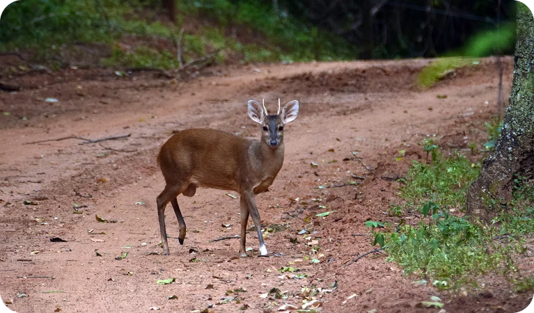 Veado-catingueiro, o animal símbolo da Caatinga