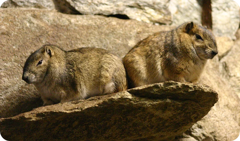 Mocó, o roedor mais simpático da Caatinga