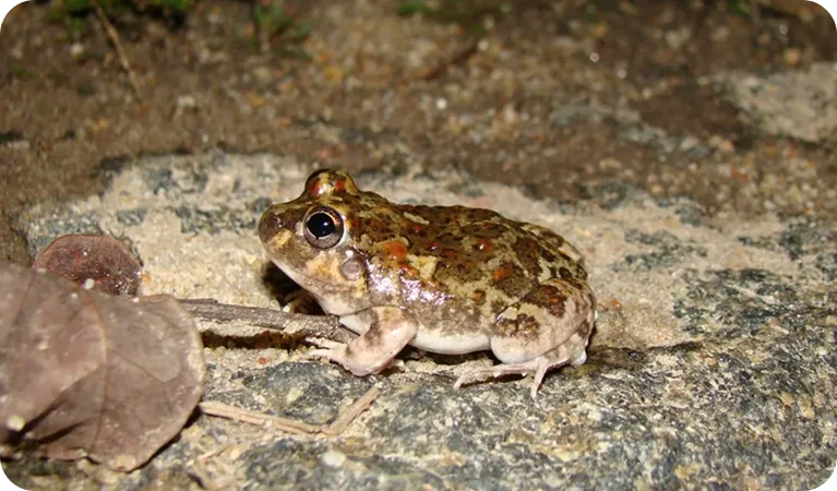Rã-da-caatinga, o anfíbio que dorme
