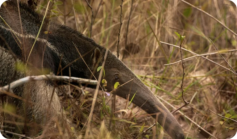 Tamanduá-bandeira, o comedor de insetos