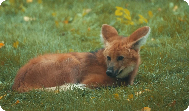 Lobo-guará, o animal símbolo do Cerrado