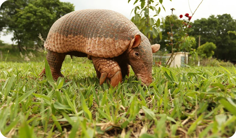 Tatu-canastra, o maior tatu do mundo
