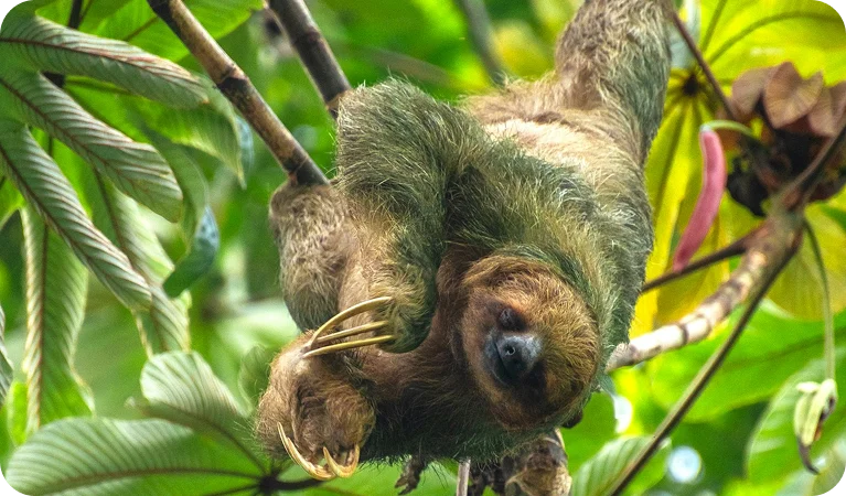 Preguiça de coleira, animal mais tímido da Mata Atlântica