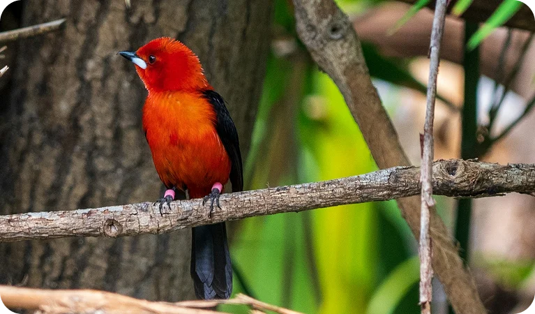 Tiê-sangue, a ave símbolo da Mata Atlântica
