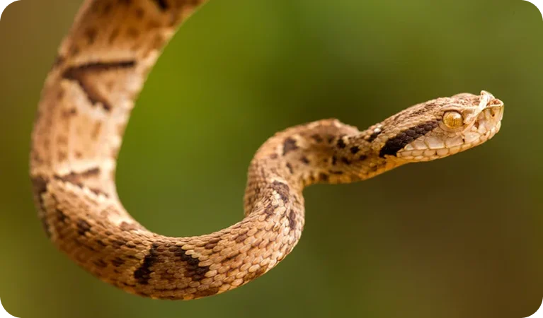 Jararaca, a maior causadora de acidentes do Brasil