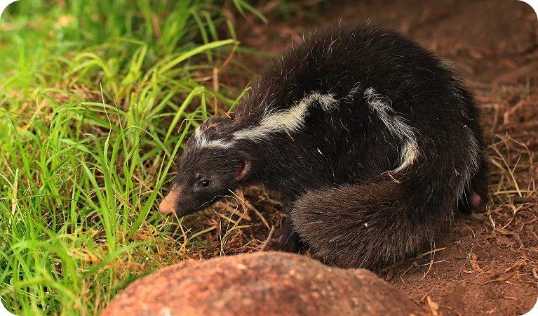 Zorrilho, o pequeno carnívoro do Pampa