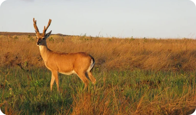 Veado-campeiro, o pastor-podador dos campos sulinos