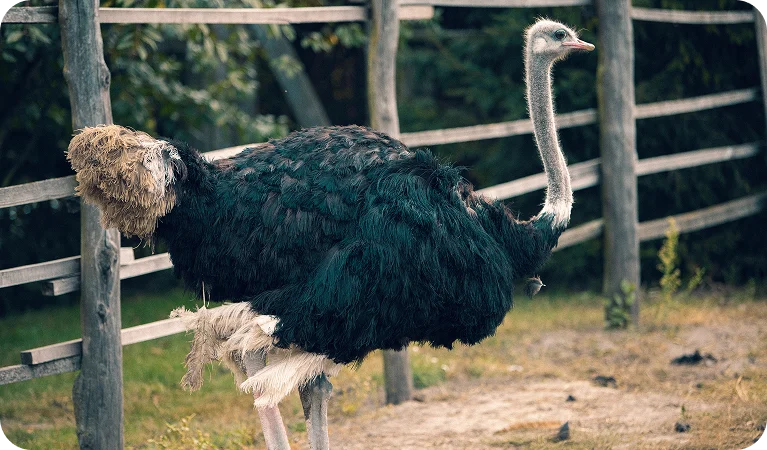 Ema, a ave símbolo do Pampa